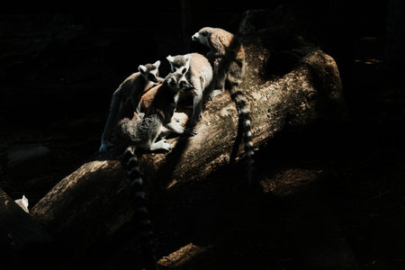 Family of ring-tailed lemurs - Lemur catta - gathered on a log in dramatic light. One juvenile...