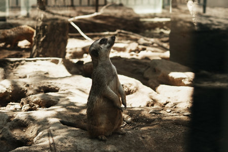 A meerkat - Suricata suricatta - stands upright on alert in a sunlit zoo enclosure. The animal watches attentively, showcasing natural behavior in a sandy habitatの写真素材