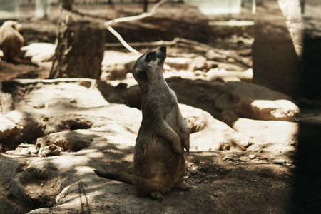 A meerkat - Suricata suricatta - stands upright on alert in a sunlit zoo enclosure. The animal watches attentively, showcasing natural behavior in a sandy habitatの写真素材