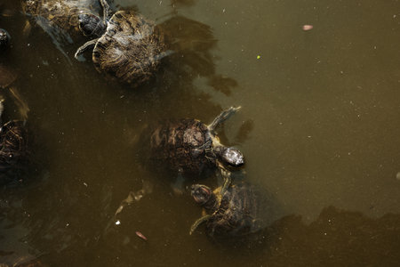 Several turtles swim calmly in murky pond water. Their dark shells and red markings are partially...