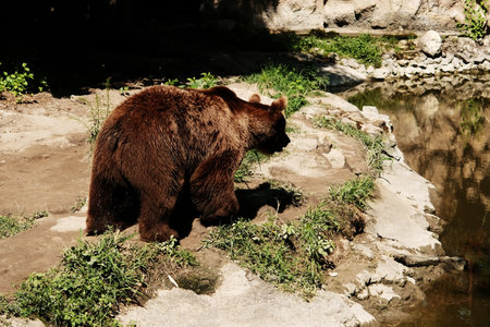 A brown bear walks across a dry, rocky area in its zoo enclosure. Sunlight highlights the animals thick fur as it moves through the naturalistic habitat.の写真素材