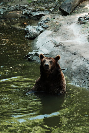 A brown bear cools off in a green pond, standing partially submerged near a rocky edge. The animals calm expression reflects a peaceful moment in its zoo habitatの写真素材