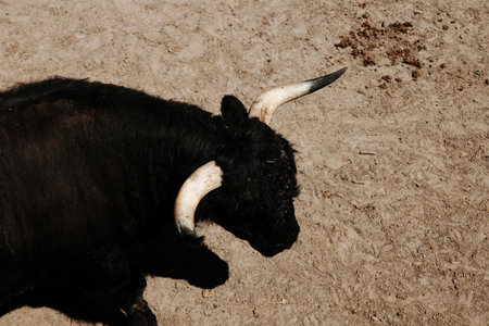 Close-up of black bull with large white horns, standing on sandy ground in enclosure under the sun