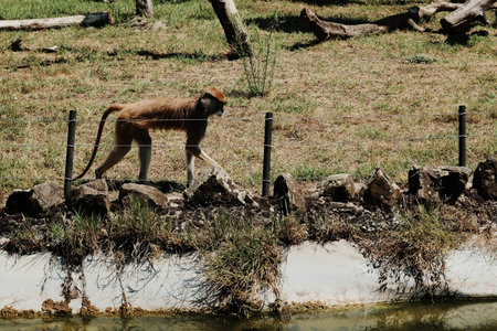 Patas monkey walking along the fence in a zoo enclosure on a sunny day. The primate is alert and...
