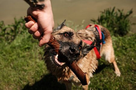 Close-up of a German Shepherd dog playing tug-of-war with a human, biting a wooden stick. The dog wears a red harness, outdoors on grass, showing intense and playful expressionの写真素材