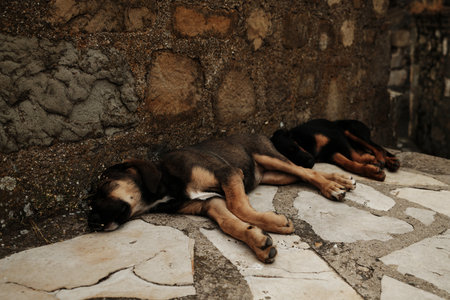 Two stray puppies sleeping close together on a stone pavement against an old fortress wall in...