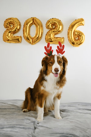 Greeting card with a dog and golden balloons in the shape of numbers 2026 - Happy New Year and Merry Christmas concept. Australian shepherd wears red reindeer antlersの写真素材