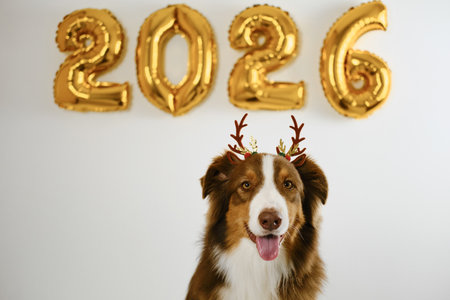 Greeting card with a dog and golden balloons in the shape of numbers 2026 - Happy New Year and Merry Christmas concept. Australian shepherd wears brown reindeer antlers - Santas helperの写真素材
