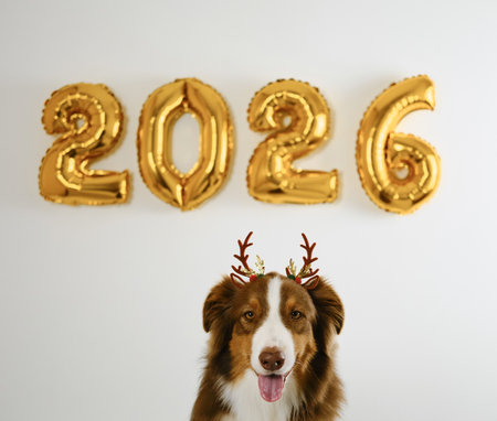 Greeting card with a dog and golden balloons in the shape of numbers 2026 - Happy New Year and Merry Christmas concept. Australian shepherd wears reindeer antlersの写真素材