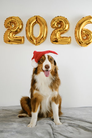 Greeting card with a dog and golden balloons in the shape of numbers 2026. A cheerful brown Australian Shepherd wears a red Santa helper hat.の写真素材