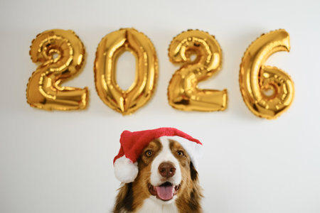 Greeting card with a dog and golden balloons in the shape of numbers 2026. A cheerful brown Australian Shepherd wears a red Santa helper hat. Happy New Year and Merry Christmas conceptの写真素材