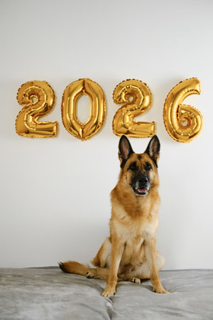 Greeting card with cute German shepherd dog and golden balloons in the shape of numbers 2026 on white background. Happy New Year and Merry Christmas conceptの写真素材