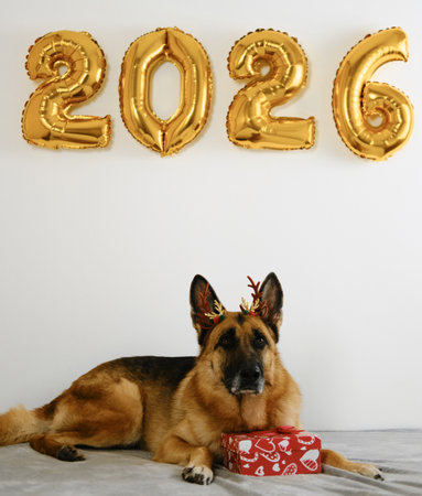 Greeting card with a dog, gift box and golden balloons in the shape 2026 - Happy New Year and Merry Christmas concept. German shepherd wears brown reindeer antlersの写真素材
