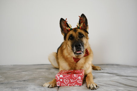 Greeting card with a dog and red gift box - Happy New Year and Merry Christmas concept. German shepherd wears brown reindeer antlers - cutest Santa helper on grey plaidの写真素材