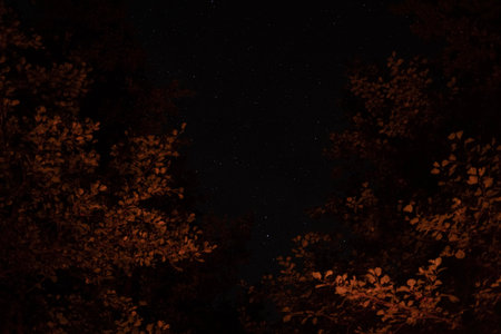 Starry night sky framed by tree branches illuminated with warm light from fire, creating a contrast between glowing leaves and the dark starlit background.の写真素材