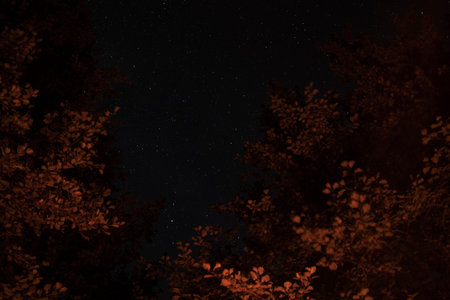 Starry night sky framed by tree branches illuminated with warm light from fire, creating a contrast between glowing leaves and the dark starlit background.の写真素材