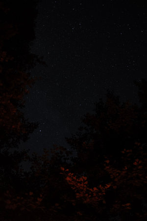 Starry night sky framed by tree branches illuminated with warm light, creating a contrast between glowing leaves and the dark starlit background.の写真素材