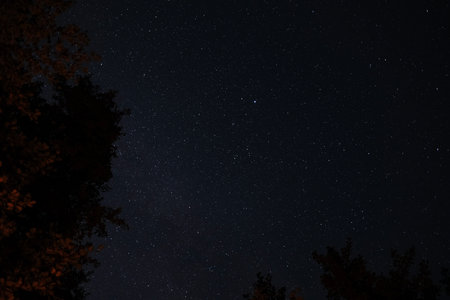 Starry night sky framed by tree branches illuminated with warm light from fire, creating a contrast...