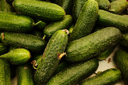 Fresh green cucumbers displayed at the market. Organic vegetables with natural textures, ideal for pickling, salads, and healthy diet conceptsの写真素材