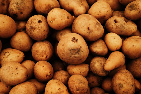 Fresh raw potatoes with natural skin piled at the market. Organic root vegetable for cooking, frying, and traditional mealsの写真素材