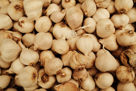 Fresh garlic bulbs piled together at the market. Organic vegetable used in cooking, seasoning, and healthy dietsの写真素材