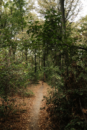Brown Australian Shepherd dog walking alone on a forest path. Rear back view. Autumn leaves cover...