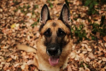 German Shepherd dog sitting on fallen autumn leaves in the forest. Happy pet looking at camera with...