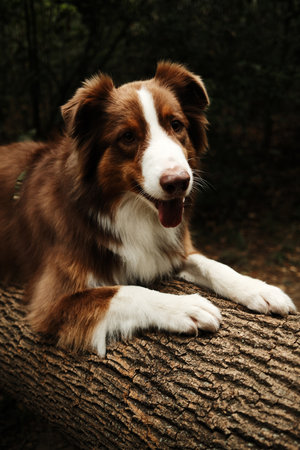 Brown Australian Shepherd dog resting on a fallen tree trunk in the forest. Red tricolor Aussie walking outdoorの写真素材