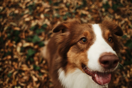 Close-up of brown Australian Shepherd dog with tongue out, looking at camera playfully in autumn...