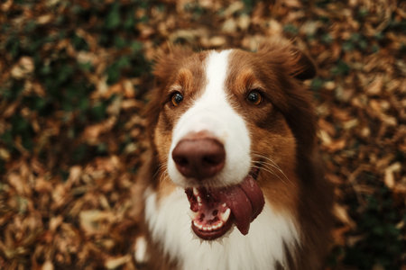 Close-up of brown Australian Shepherd dog with tongue out, looking at camera playfully in autumn forest. Red tricolor Aussie walking outdoorの写真素材