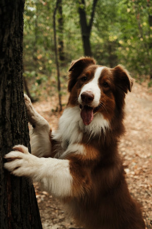 Brown Australian Shepherd dog standing with paws on tree trunk in the forest, looking curious and playful. Red tricolor Aussie walking and posing outdoorの写真素材