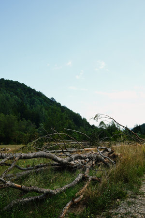Pile of cut tree branches and logs lying in the grass, surrounded by green forest and mountains...