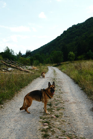 Two dogs German and Australian shepherds walking along a gravel mountain road surrounded by grassy fields and green forest hills in Serbia.の写真素材