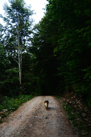 A brown Australian shepherd dog walks alone on a rocky forest trail leading into the mountains. Rear viewの写真素材
