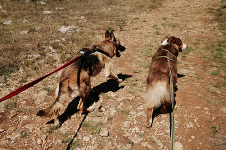 Two dogs, German Shepherd and Australian Shepherd, walking on rocky mountain trail in Stara Planina, Serbia. Travel and hiking with pets conceptの写真素材