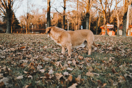 Red street mongrel dog standing on fallen leaves in autumn park, in Serbia country, during sunsetの写真素材