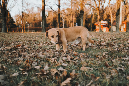Red street mongrel dog standing on fallen leaves in autumn park, in Serbia country, during sunsetの写真素材