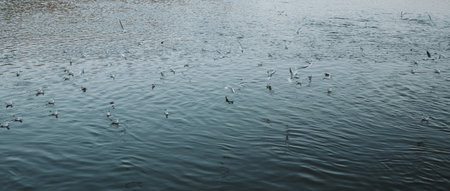 Seagulls flying and floating above the Danube River in Novi Sad on a cold winter day, creating a peaceful scene on the waterの写真素材