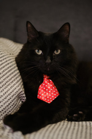 Portrait of black cat in red polka dot tie sitting upright on sofa with striped blanketの写真素材