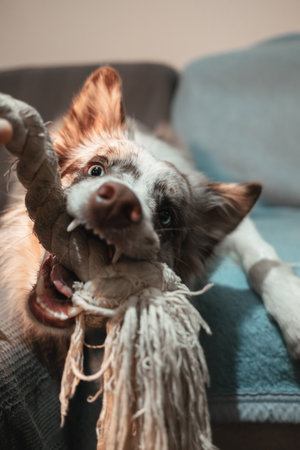 Playful red merle Border Collie biting a rope toy while lying on the couch, full of energy. The owners hand is playing tug of war with the dog at homeの写真素材