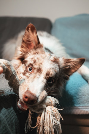 Border Collie red merle resting on the couch, holding a rope toy in its mouth, looking tired but playful. Happy dog indoorの写真素材