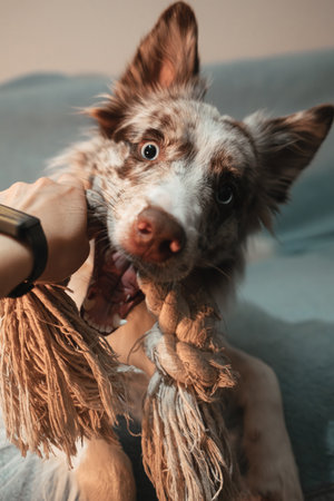Playful red merle Border Collie biting a rope toy while lying on the couch, full of energy. The owners hand is playing tug of war with the dog at homeの写真素材