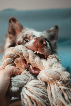 Playful red merle Border Collie biting a rope toy while lying on the couch, full of energy. The owners hand is playing tug of war with the dog at homeの写真素材