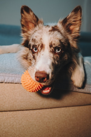 Border Collie red merle with blue eyes holds orange spiky ball in mouth while lying on sofa edge. Happy dog wants to play indoorの写真素材
