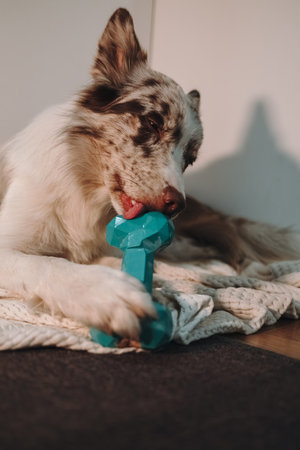 Red merle Border Collie enjoys meat pate from a blue bone toy, licking it slowly to soothe and distract itself indoors. Dog eating food slowlyの写真素材