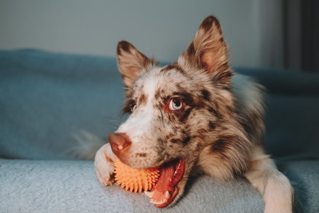 Border Collie red merle with blue eyes holds orange spiky ball in mouth while lying on sofa edge. Happy dog wants to play indoorの写真素材