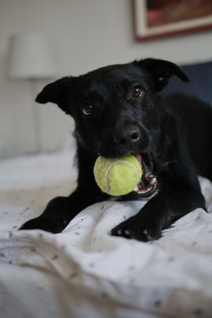 Black dog holding tennis ball in mouth, lying on bed. Happy dog wants to play indoorの写真素材