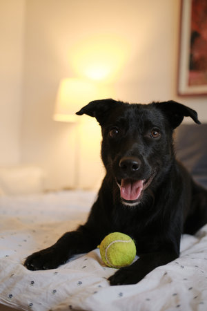 Black mutt dog resting on bed, tongue out and smiling. Pet friendly hotel concept with cozy...