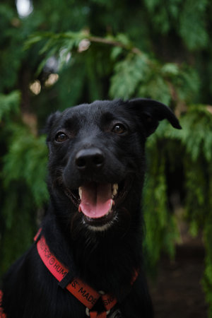 A smiling black mixed-breed dog with a red harness poses outdoors, tongue out, in front of green treesの写真素材