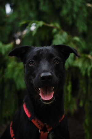 A smiling black mixed-breed dog with a red harness poses outdoors, tongue out, in front of green treesの写真素材